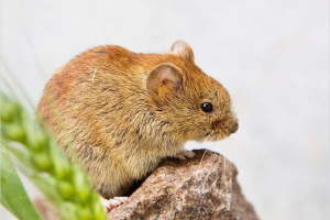 Ліс полевка - дуже плідова тварина Ліс полевка - дуже плідова тварина